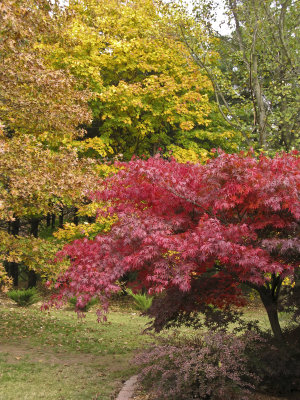 Red Japanese Maple-1
