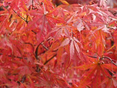 Red Japanese Maple Up Close