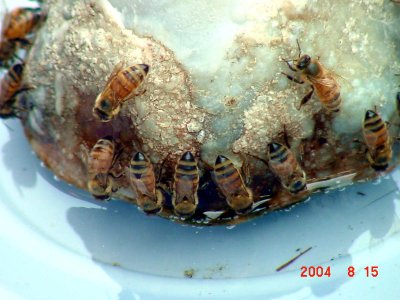 Thirsty Honey Bees