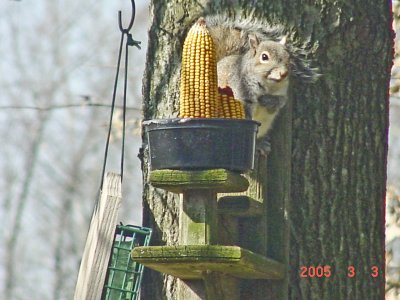 Red Fox Squirrel