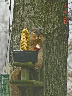 Red Fox Squirrel-1