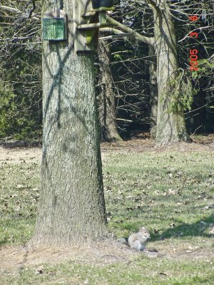 Gray Squirrel on Ground