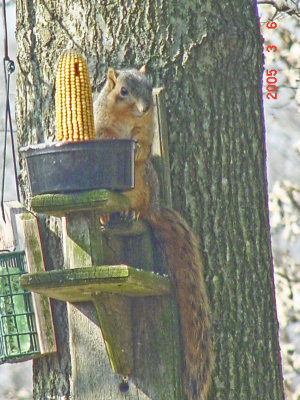 Red Fox Squirrel-2