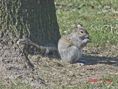 Gray Squirrel