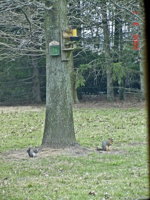 Two Fox & a Gray Squirrel