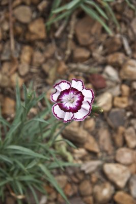 Wild Straw Flower