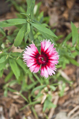 Dianthus - Red w/ Pinkish Border