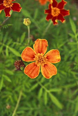 Wild Orange Marigold