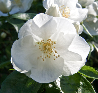 Mock Orange Blossom