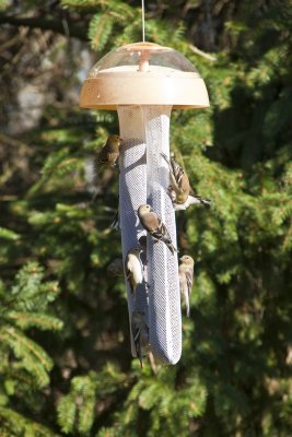 Finch Feeding Time