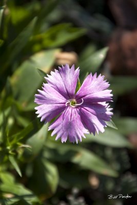 Dianthus - Violet & White