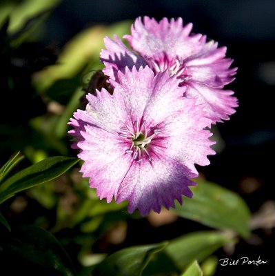 Dianthus - Violet & White-2