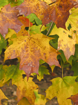 Sugar Maple Leaves