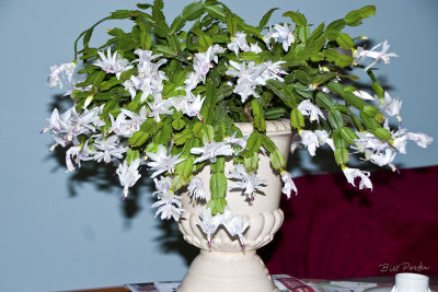 White Christmas Cactus in Bloom