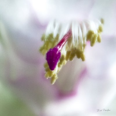 Center of Cactus Blossom