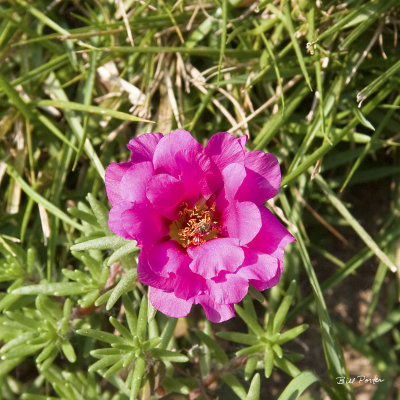 Pink Rose Moss