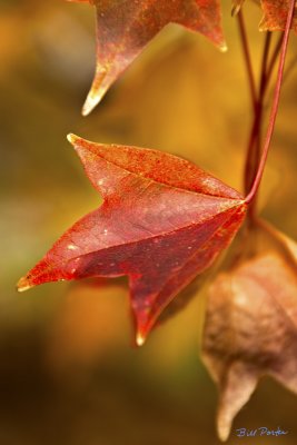 Hedge Maple-2