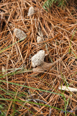 White Mushrooms