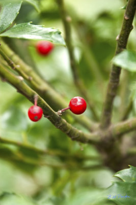 Ripe Red Holly Berry