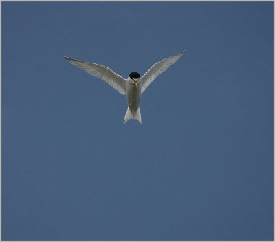 Lesser Tern