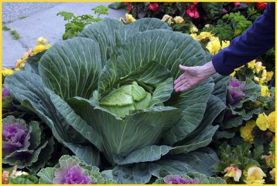 The Giant Cabbage