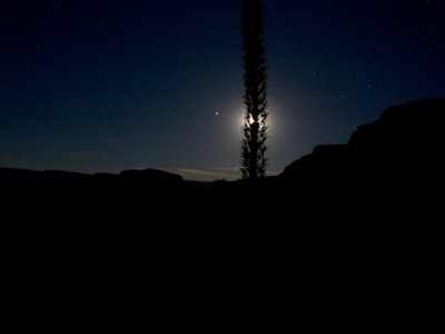 Moonlight thru agave (Jupiter to the left of Moon, Saggitarius to the right)