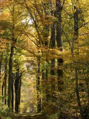 Bois & forêts