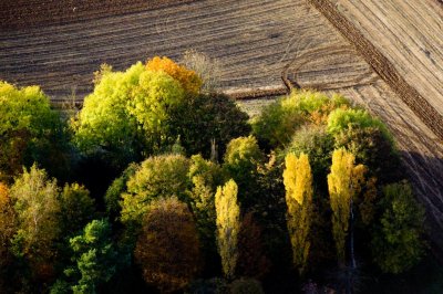 Bosquet