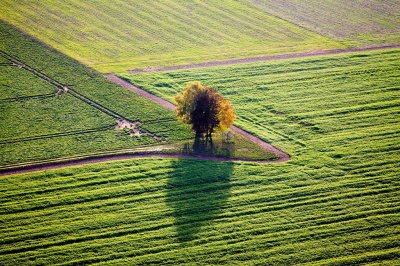 Auprs de mon arbre