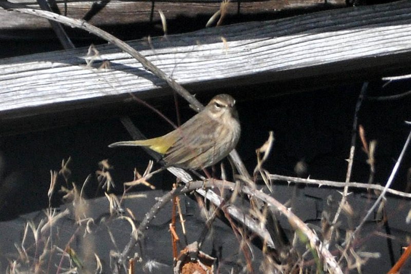 Palm Warbler 11-1-2009