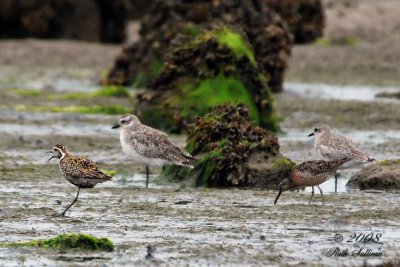 Pacific Golden Plover