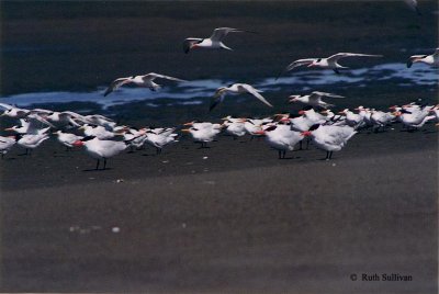 Elegant Terns with Caspian Terns