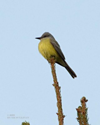 Tropical Kingbird