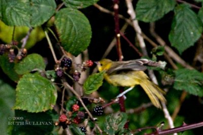 Orchard Oriole