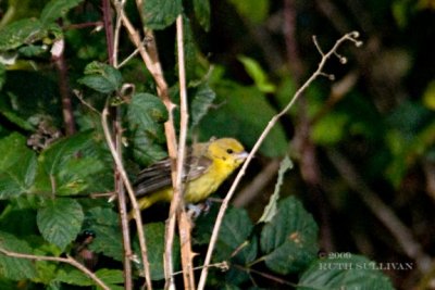 Orchard Oriole