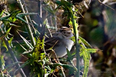 Clay-colored Sparrow