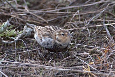 Chestnut-collared Longspur