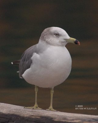 Black-tailed Gull