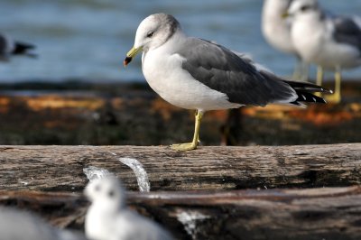 Black-tailed Gull