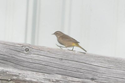 Palm Warbler 11-1-2009