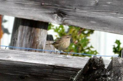 Palm Warbler at Bowerman Basin