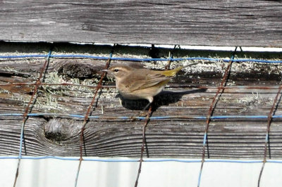 Palm Warbler 11-1-2009