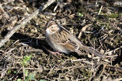 Clay Colored Sparrow 11-1-2009