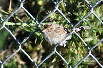 Young Clay Colored Sparrow 11-1-2009