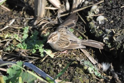 Clay Colored Sparrow 11-1-2009