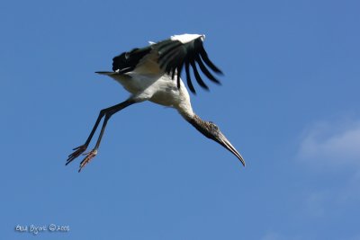 IMG_1186c.jpg