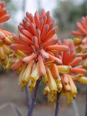 Aloe Bloom