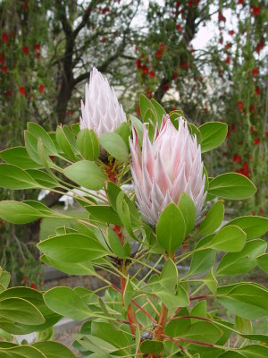 Protea Blooms