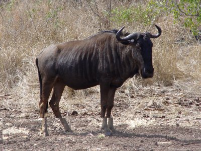 Blue Wildebeest