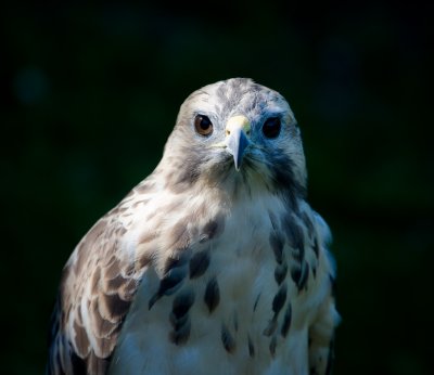 Adler Gehege Berchtesgaden